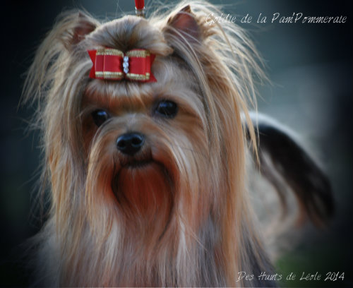 Goldie de la Pam'Pommeraie